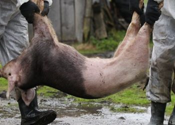 Focare de pestă porcină africană (PPA) la Segarcea Vale și Uda-Paciurea