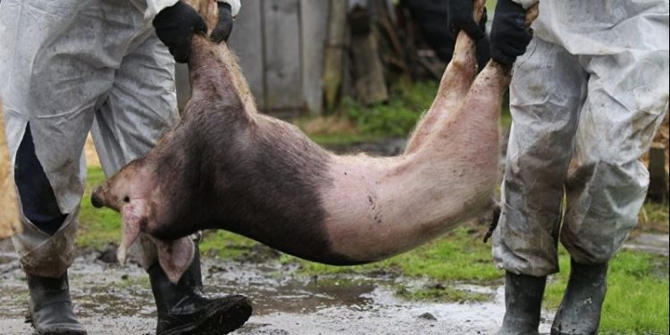 Focare de pestă porcină africană (PPA) la Segarcea Vale și Uda-Paciurea