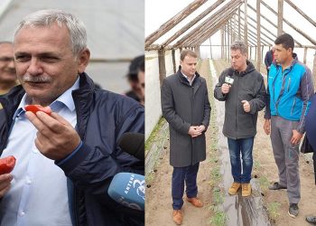 PSD: Start programului „TOMATE” în Teleorman!