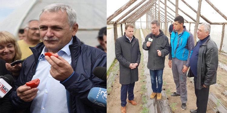 PSD: Start programului „TOMATE” în Teleorman!