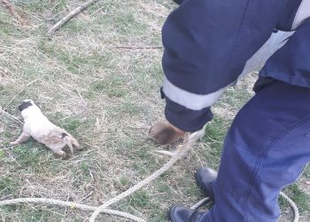Misiune cu final fericit: trei cățeluși salvați din fântână