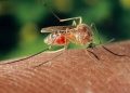 Alertă! Șapte noi cazuri de infectare cu virusul West Nile confirmate în Teleorman