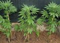 Un tânăr din comuna Moșteni s-a ocupat cu cultura plantelor…de canabis