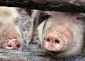 Focar de pestă porcină confirmat la Ștorobăneasa