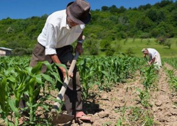 AFIR: Peste 13 milioane de euro pentru înfiinţarea de grupuri de producători agricoli şi pomicoli