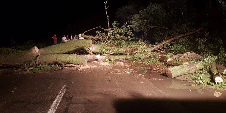 Furtuna a făcut ravagii în Teleorman. Copaci căzuți și curți inundate