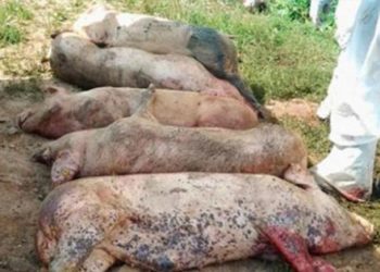 DSVSA Teleorman a pierdut numărătoarea porcilor sacrificați din cauza pestei