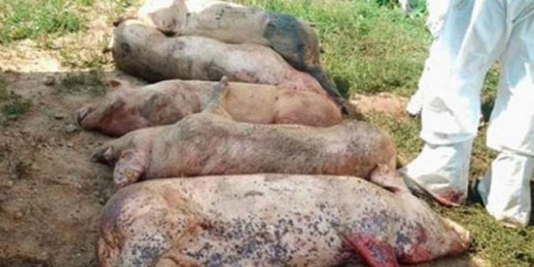 DSVSA Teleorman a pierdut numărătoarea porcilor sacrificați din cauza pestei