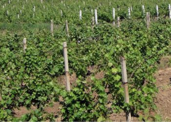 Cadavrul unei femei, găsit la marginea unei vii din satul Tecuci