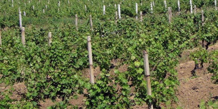 Cadavrul unei femei, găsit la marginea unei vii din satul Tecuci