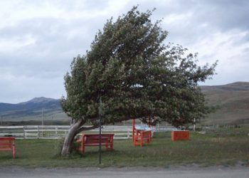 Atenție! Vânt puternic în Teleorman