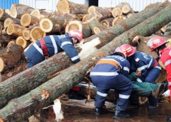Prea multe accidente de muncă în silvicultură şi exploatare forestieră. ITM Teleorman anunță controale