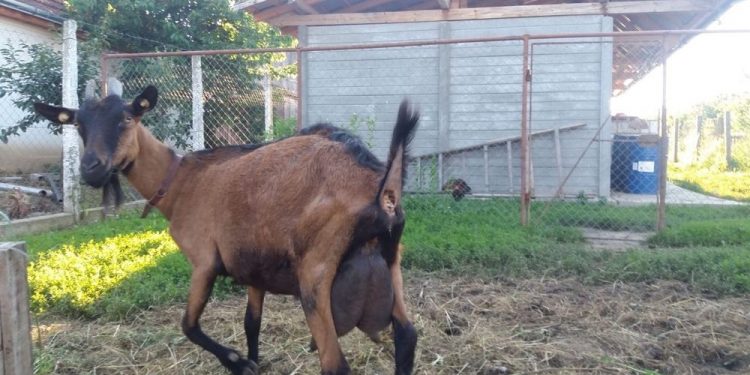 A furat capra vecinului. Polițiștii l-au reținut pe hoț