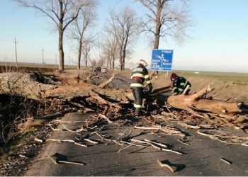 Vânt puternic în Teleorman! Două acoperișuri smulse și opt copaci doborâți