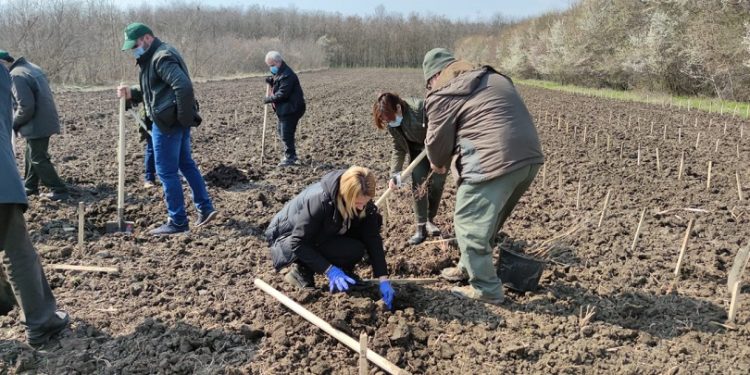 Teleorman, județ deficitar la suprafața împădurită