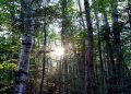 Sprijin pentru accesarea ajutorului de stat „Servicii de silvomediu, servicii climatice și conservarea pădurilor”. Cine poate depune cerere
