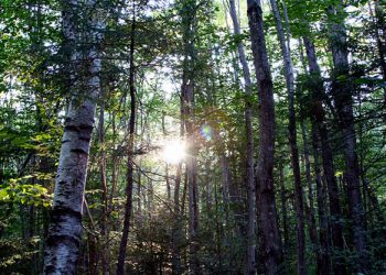 Sprijin pentru accesarea ajutorului de stat „Servicii de silvomediu, servicii climatice și conservarea pădurilor”. Cine poate depune cerere