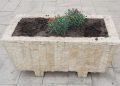 Florile proaspăt plantate în Roșiorii de Vede, smulse din pământ