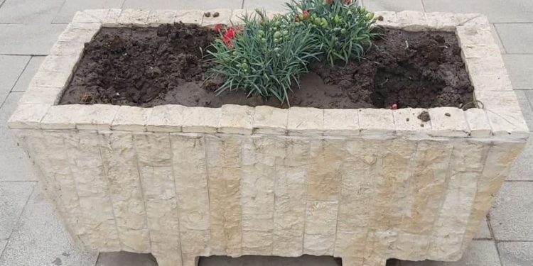 Florile proaspăt plantate în Roșiorii de Vede, smulse din pământ