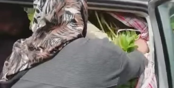 Furt de bujori sălbatici din Rezervația Naturală Pădurea Troianu