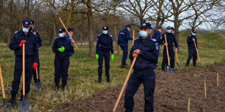 Jandarmii teleormăneni au plantat 171 de stejari