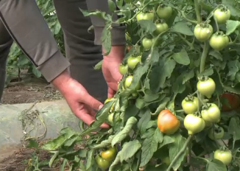 Teleorman, în topul județelor cu cele mai mari subvenții la legume