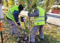 Alexandria: 490 de copaci tineri vor fi plantați în locul celor bolnavi care vor fi tăiați