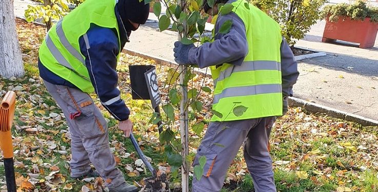 Alexandria: 490 de copaci tineri vor fi plantați în locul celor bolnavi care vor fi tăiați