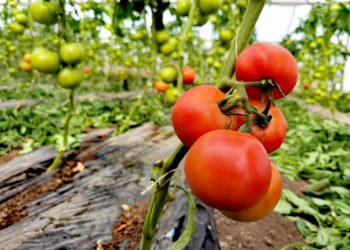 Cererile de înscriere în Programul de susținere a producției de legume în spații protejate se pot depune până la 1 aprilie