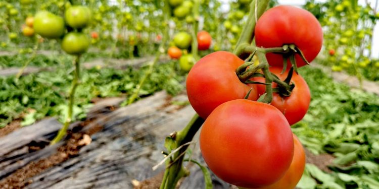 Cererile de înscriere în Programul de susținere a producției de legume în spații protejate se pot depune până la 1 aprilie