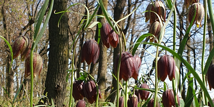 Laleaua pestriță, surprinsă în Teleorman, în perioada de înflorire. Planta rară este protejată de lege FOTO
