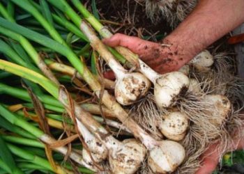 Cultivatorii de usturoi din Teleorman pot aplica pentru ajutorul de minimis până la jumătatea lunii mai