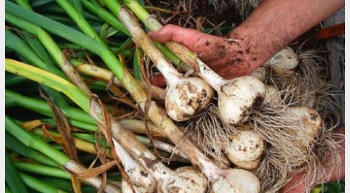 Cultivatorii de usturoi din Teleorman pot aplica pentru ajutorul de minimis până la jumătatea lunii mai