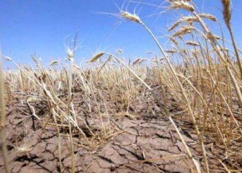 Ministerul Agriculturii: Mii de hectare cu grâu sunt afectate de secetă, în Teleorman