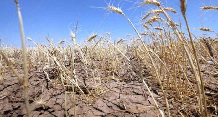 Ministerul Agriculturii: Mii de hectare cu grâu sunt afectate de secetă, în Teleorman