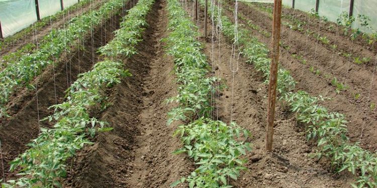 Fermierii pot primi 1000 de euro prin Programul de susținere a producției de legume în spații protejate. Cine poate depune dosar