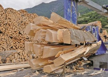 Percheziții în Teleorman. Grupare suspectată de tăiere ilegală de arbori, evaziune fiscală și spălare de bani