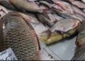 170 de kilograme de peşte confiscate de la un comerciant din Teleorman. Nu avea documente legale de provenienţă