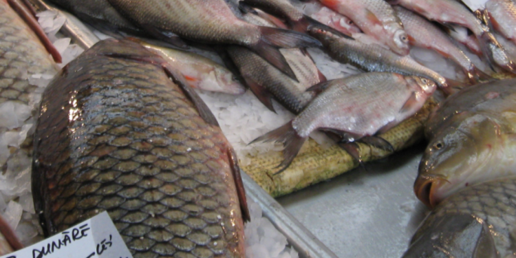 170 de kilograme de peşte confiscate de la un comerciant din Teleorman. Nu avea documente legale de provenienţă