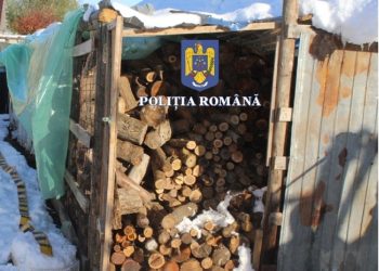 Percheziții la persoane cercetate pentru tăiere ilegală și furt de arbori