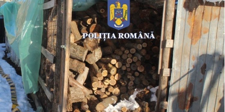 Percheziții la persoane cercetate pentru tăiere ilegală și furt de arbori