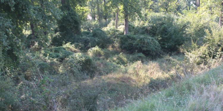 Doi tineri, un bărbat și o femeie, au ajuns în arest pentru braconaj