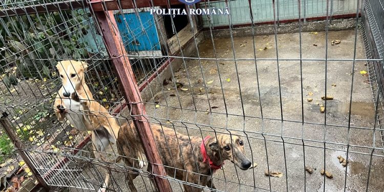 Percheziții domiciliare la persoane cercetate pentru comiterea infracțiunii de braconaj. Trei persoane au fost reținute