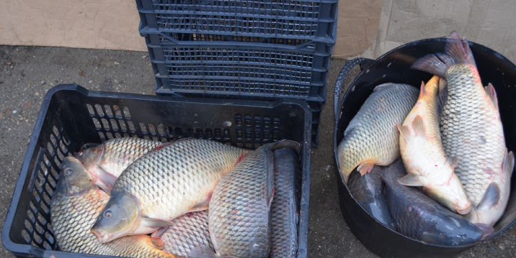 Peste 80 de kg de pește confiscate de jandarmi la Roșiori de Vede