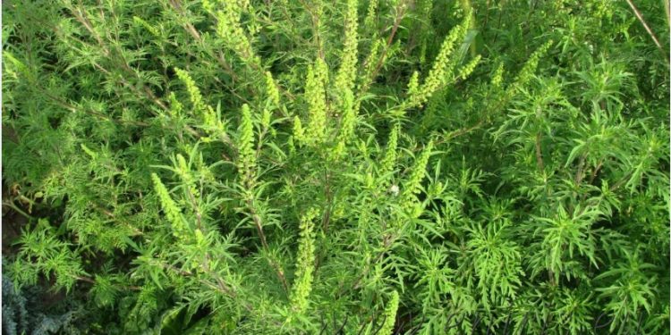 Ambrozia, pericol pentru sănătate! Semnal de alarmă tras de Agenția pentru Protecția Mediului (APM) Teleorman